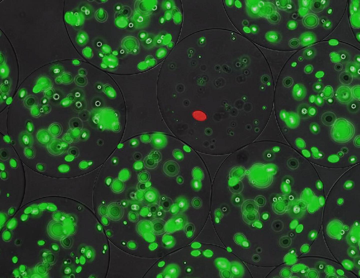 Selecting Lantibiotic-Producing Cells Using Alginate Microbeads (1 of 2)