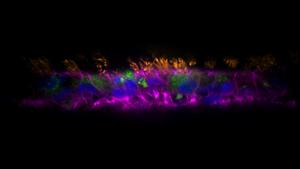 Human airway epithelial cells after growth and differentiation inside an AirGel tissue-engineered airway.