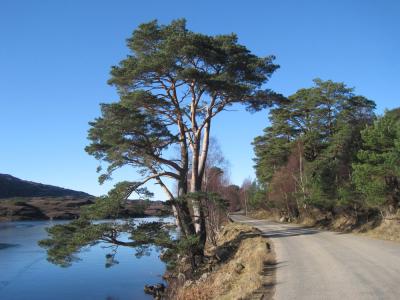 Scots Pine