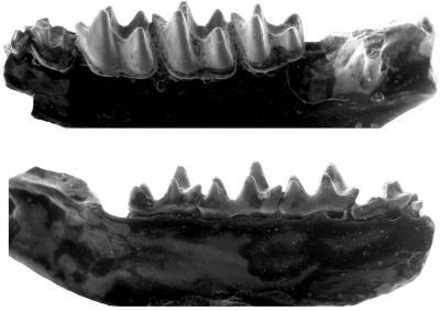 Fossilized Bat Teeth