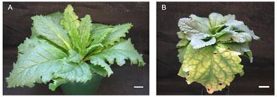 Sugar Transport in Plants