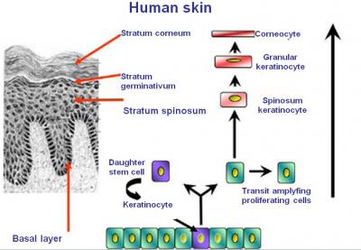 Skin Renewal: Active Division and Differentiation