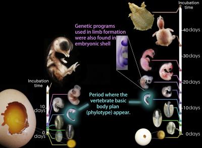 Turtle and Chicken Body Plan During Development