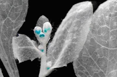 Inflorescence of a Transgenic Thale Cress