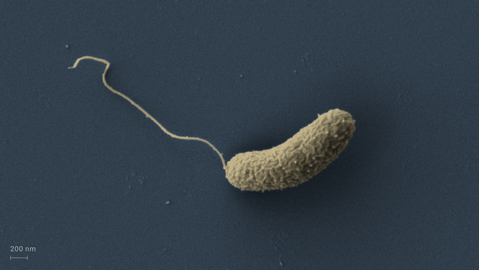 Cholera pathogen Vibrio choler [IMAGE] | EurekAlert! Science News Releases