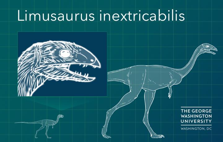 Graphic of <i>Limusaurus</i> Losing its Teeth