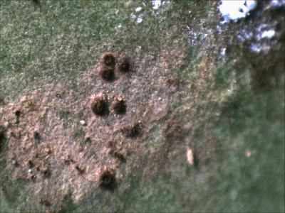 <i>Phylloblastia incidental</i> Lichen