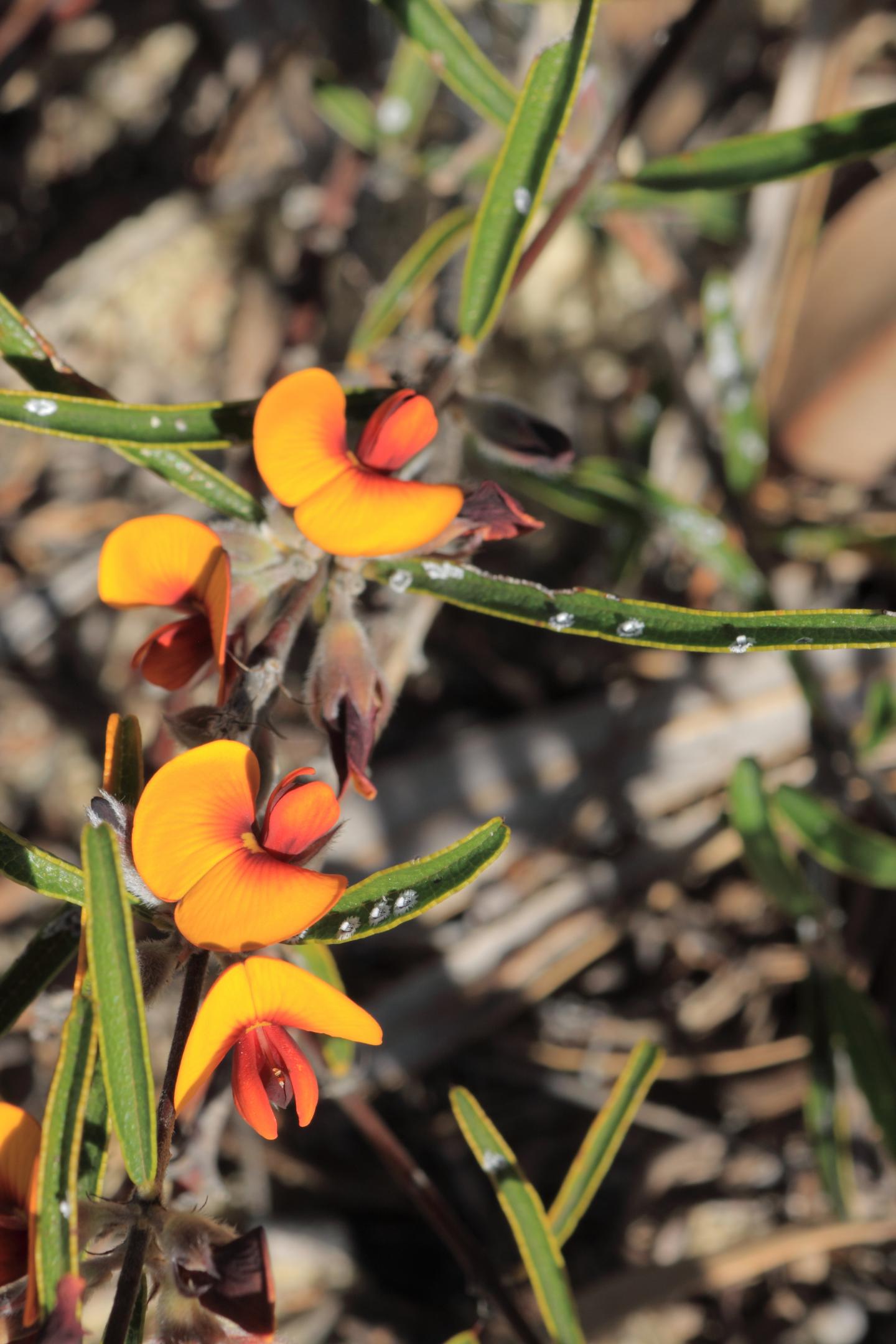 How Soil Bacteria and Fungi Drive Plant Diversity (6 of 12)