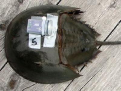 Horseshoe Crab with Accelerometer