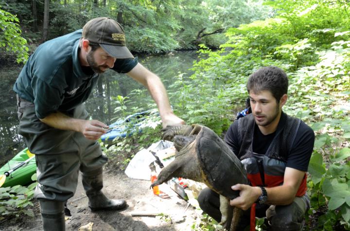 Bronx River Turtle Ezam