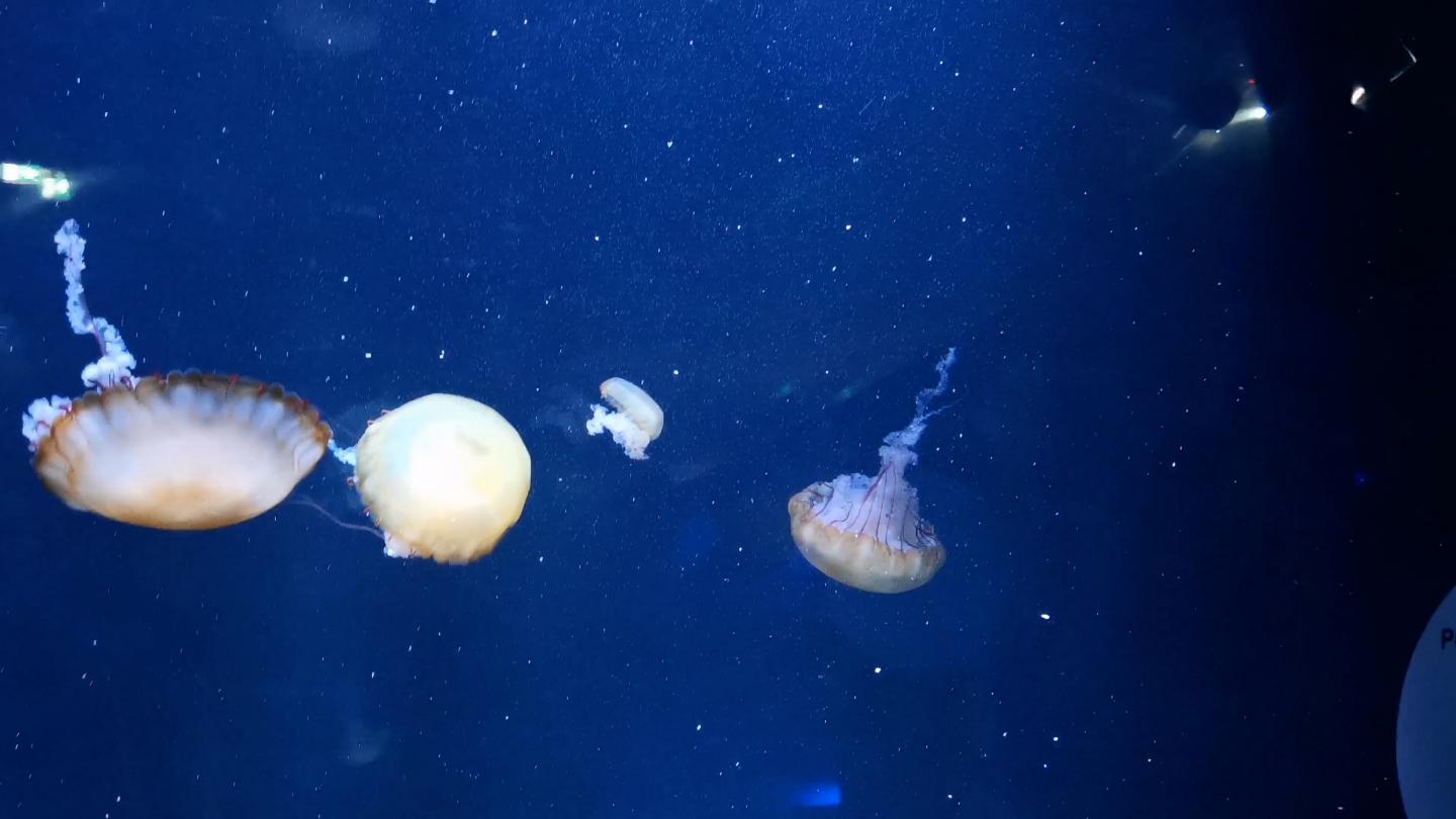 Jellyfish