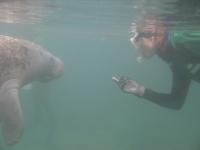 Curious Manatee Meets Snorkeling Scientist