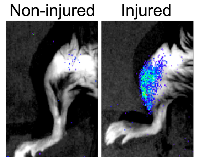 Senescent cells (shown by luminiscence) emerge in mice muscle after injury