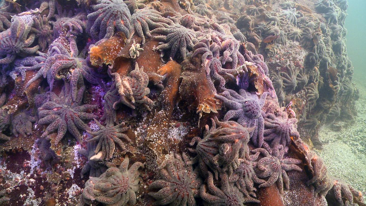 Sunflower Sea Star Outcrop, Healthy
