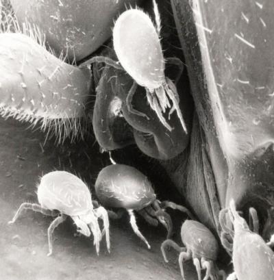 Mites On Hissing Coackroach