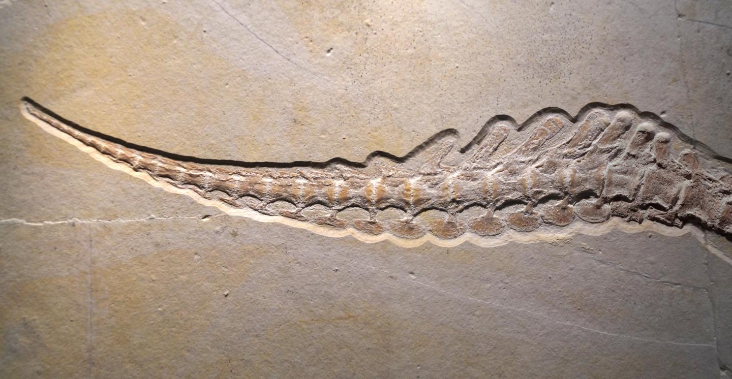 Tail of 150 Million-Year Old <i>Cricosaurus bambergensis</i> Fossil