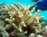 Diversity of Corals, Algae in Indian Ocean Suggests Resilience to Future Global Warming (3 of 3)