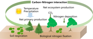 Schematic diagram of the underestimation of the carbon sink trend across the Belt and Road region during 2031–2100