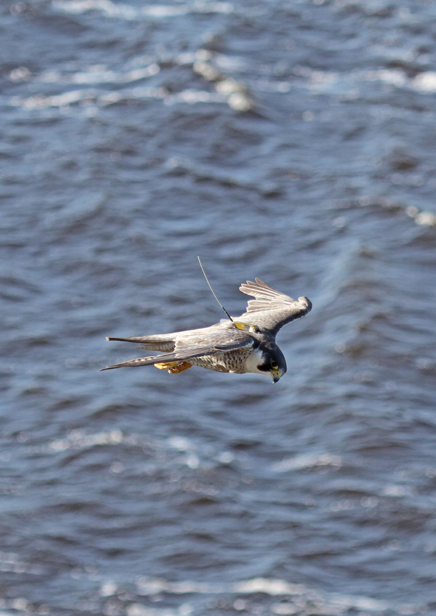Tagged peregrine falcon