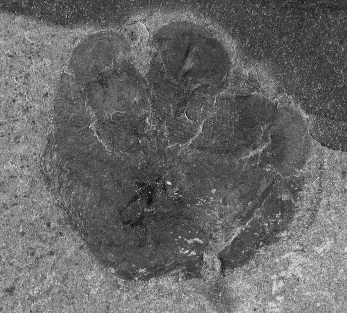 Cambrian Food Web Revealed