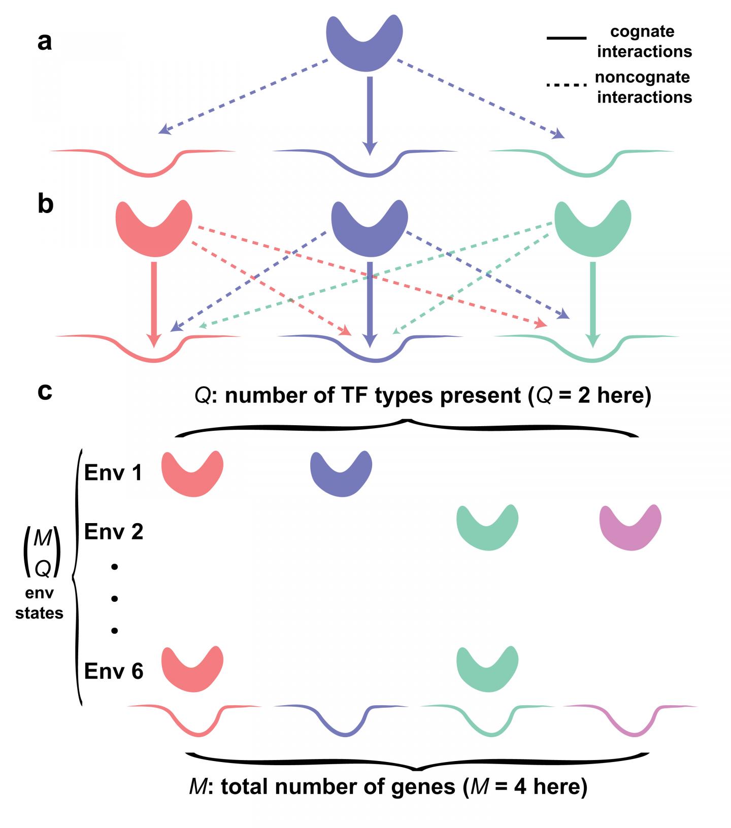 Crosstalk in Gene Regulation