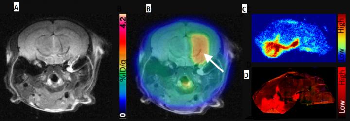 Mouse Brain Images from PET Reporter Gene/probe Study