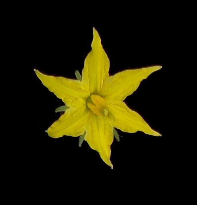 Representative Flower of Wild-Type (WT) Plant