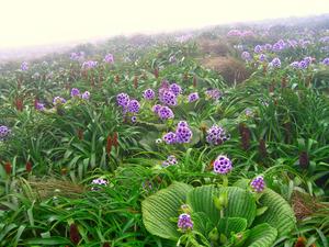 Pleurophyllum speciosum is a herbaceous wildflower with bright purple flowers which is part of the Asteraceae family. This species is only found on the sub-Antarctic islands south of New Zealand.