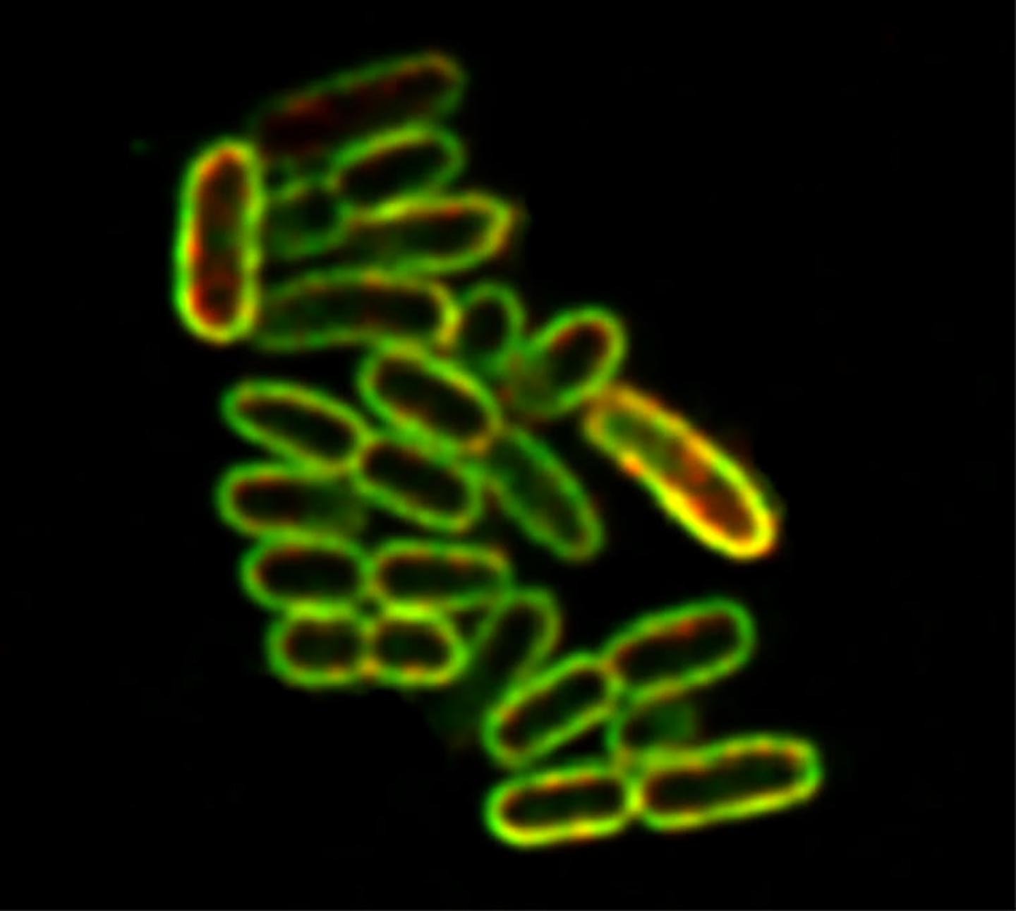 Super-Resolution Fluorescence Microscope Image