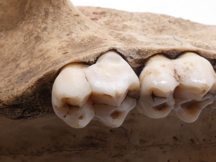 Dentition of a modern baboon