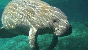 Manatee1