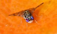 Mediterranean Fruit Fly (2 of 3)