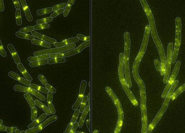 Bacterial Toxin Stops Cell Division