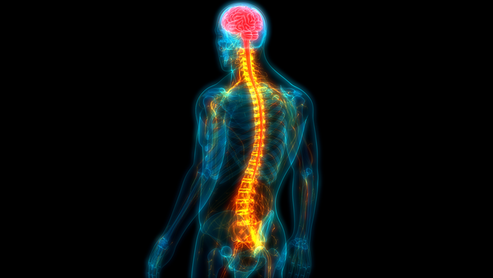 Brain-penetrating candidate drug currently can foster regeneration of damaged nerves after spinal trauma