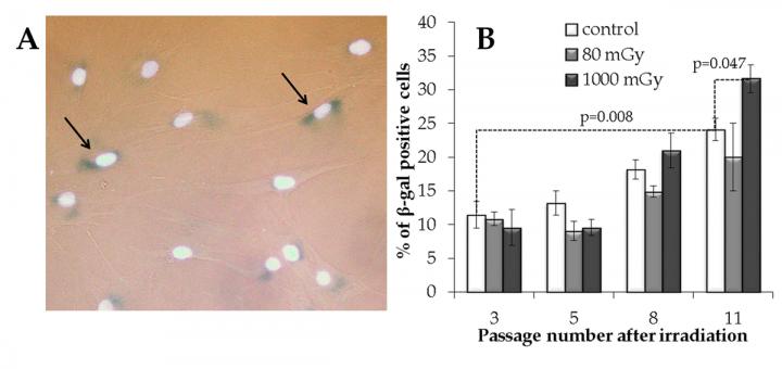 Fig. 3. Senescence