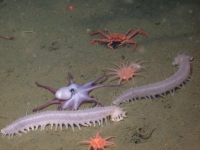 Life on the Deep Sea Floor