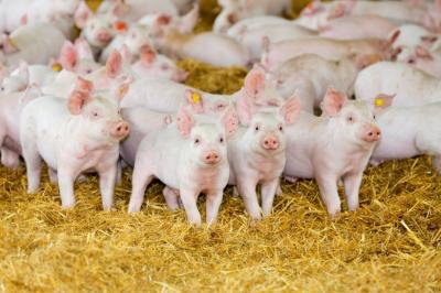 Research for Healthier Piglets