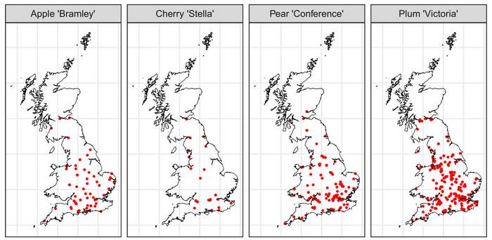 Geographic location of flowering onset record submissions for each cultivar.