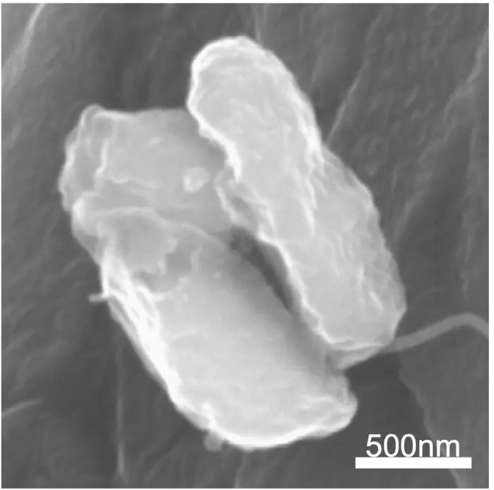 SEM of damaged bacteria