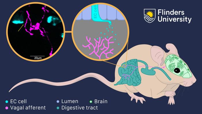 Gut-brain communication by diffusion