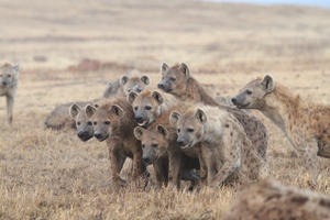 Coalition of hyenas