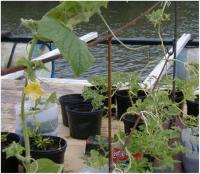 Floating Farms in Nicaragua & Costa Rica to Improve Nutrition