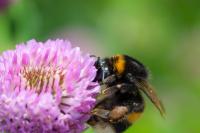 Small Farms Benefit Significantly From a Few Extra Pollinators (3 of 3)