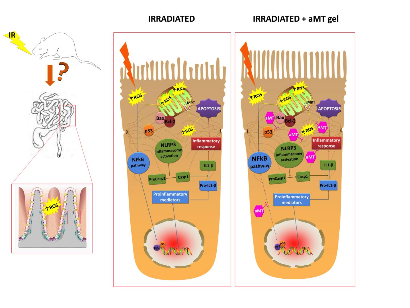 Melatonin May Protect the Small Intestine from Oral Radiation Treatment in Rats