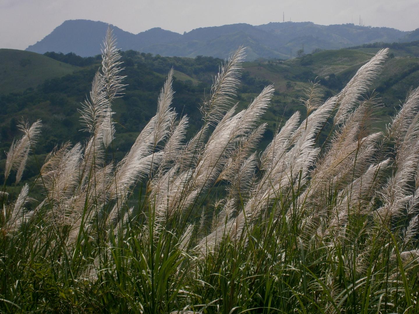 Sspont_Flowers_landscape