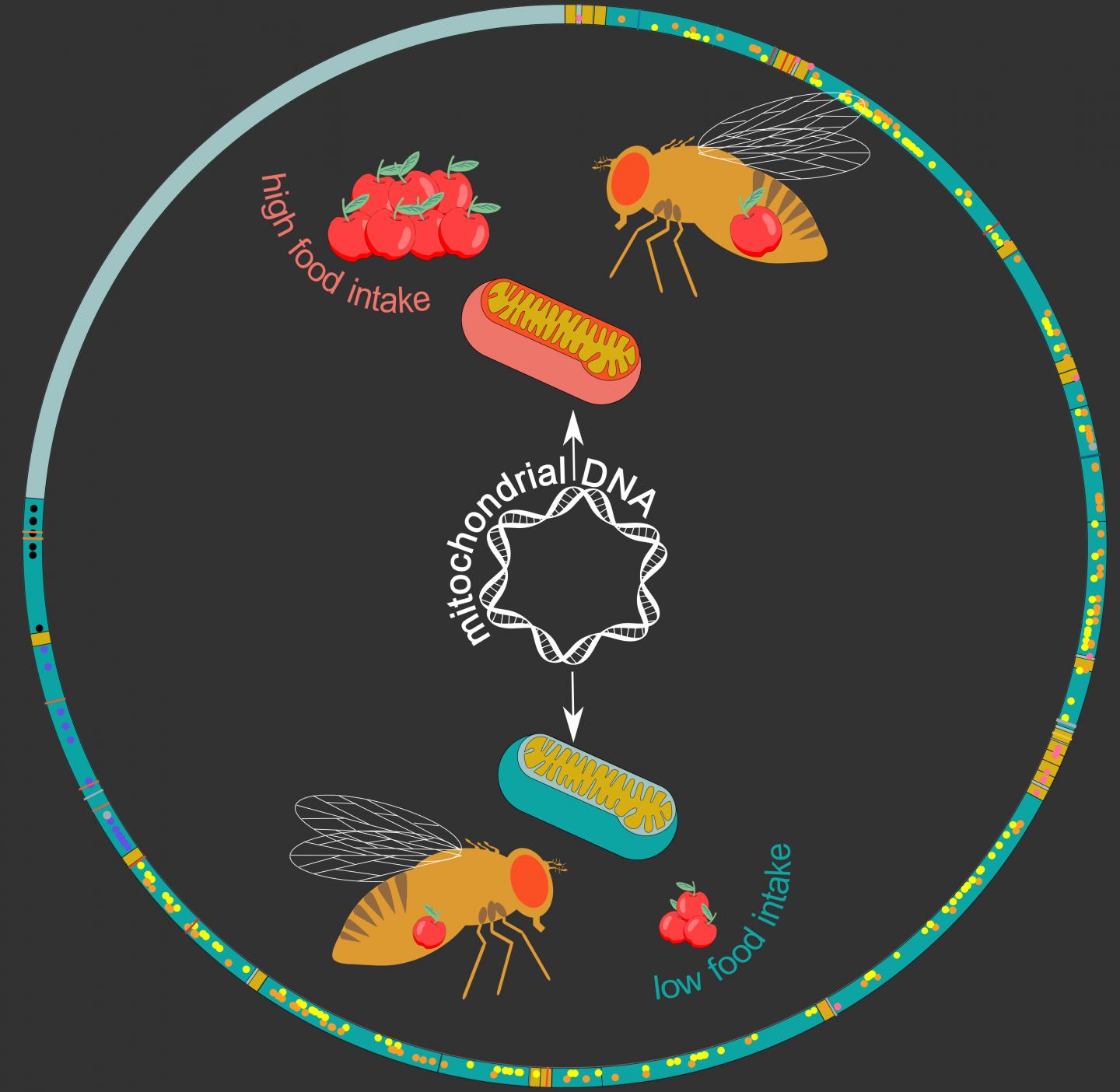 Schematic Representation of a Drosophila Mitochondrial Genome