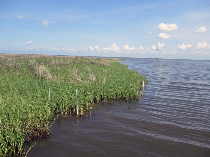 Louisiana marsh