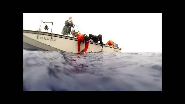 Instrumented Sixgill Shark Release