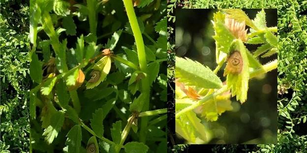 Ascochyta blight stem and leaf lesions