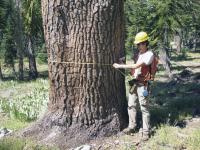 Tree Measurements